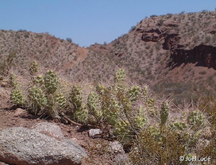 Opuntia sulphurea, Talampaya, Argentina ©JL